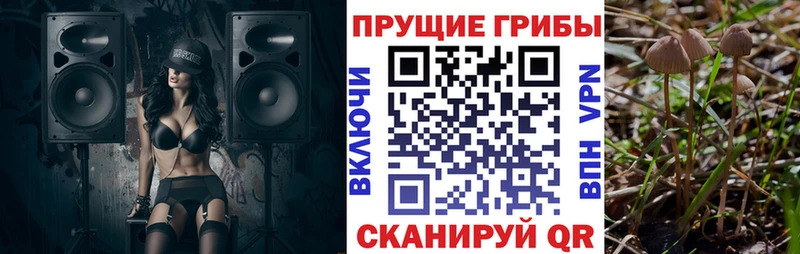 Псилоцибиновые грибы мицелий  Шацк 